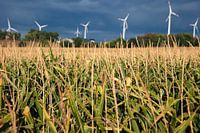 Maize after thunderstorm