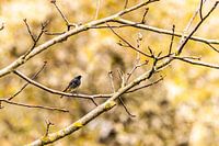 Zwarte roodstaart in de herfst