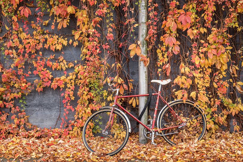 Road bike for wall with wild vine by Rinus Lasschuyt Fotografie