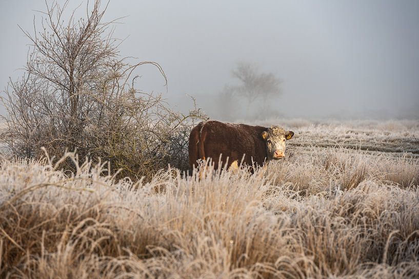Eine Kuh in einer Winterlandschaft der Vroon Grounds von Paula Romein