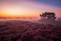 Purple Heather Veluwe 2019 Epe