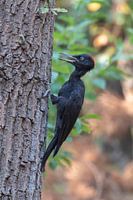 Black woodpecker ♀︎