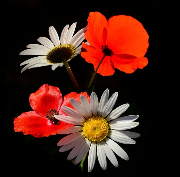 Coquelicot rouge avec marguerite par Corinne Welp