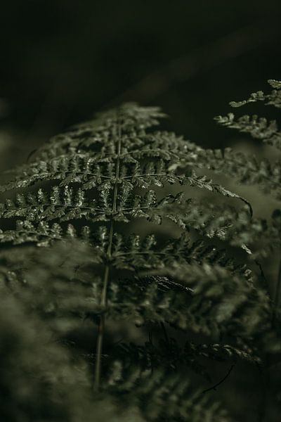 Segeln von Tessa in Focus