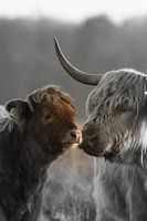 Schottischer Highlander Kalb mit Mutter zweifarbig