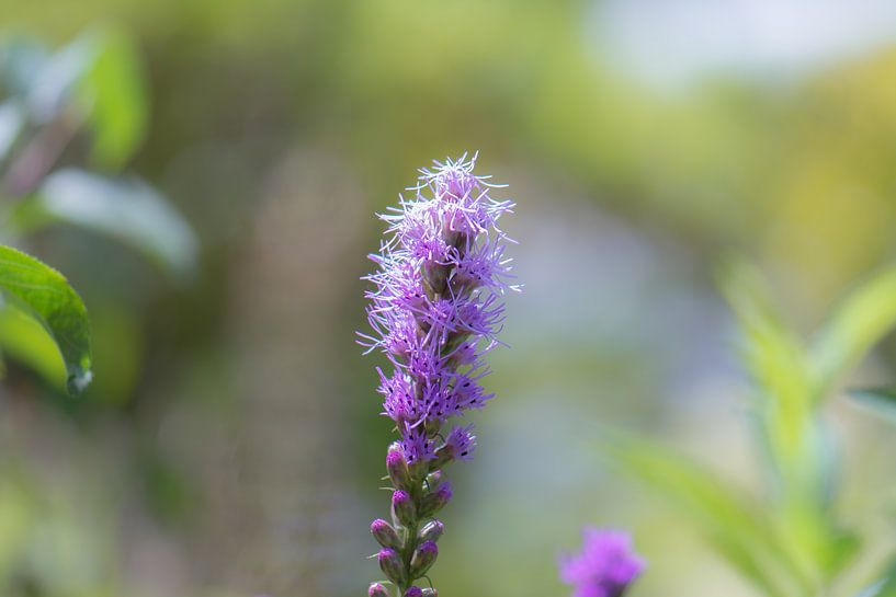 lila liatris von Tania Perneel