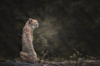 Cheetah Portrait