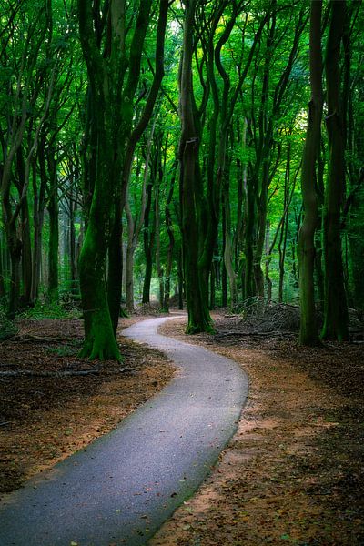 Das Speulderbos im Herbst von Roy Poots