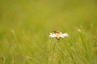 Typisch november. Vlieg op madeliefje