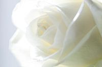 Rose blanche (Macro)