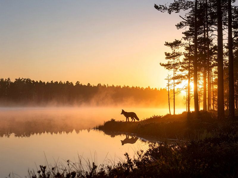 Rencontre silencieuse au bord du lac, le renard dans la lumière du matin - Stille ontmoeting aan het meer, de vos en het licht par Christina Bauer Photos
