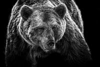Braunbär in schwarz-weiß