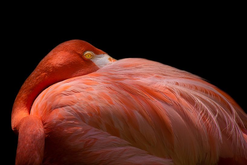 Melancholischer Flamingo von Natalia Rublina