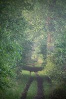 Walk through the forest