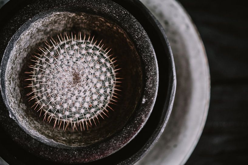 Cactus by Nieta Karsten