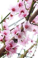 Pfirsichblüte in Blüte