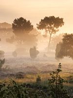 Lever de soleil brumeux