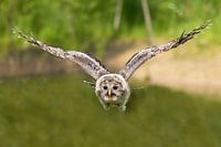 Eurasian owl flying above water