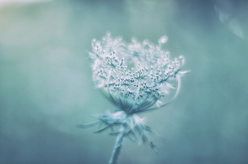 Bleu par Hilda van der Lee