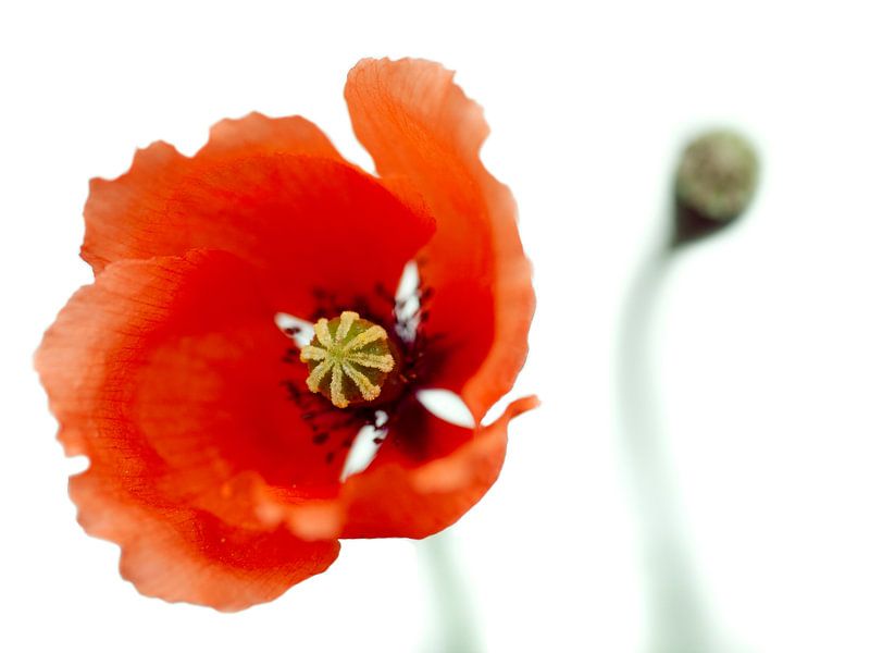 Klaproos von Paul Pijpers