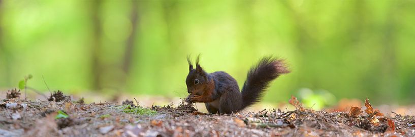 Eekhoorn panorama par Kneeke .com
