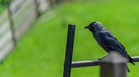 Jackdaw sits resting on a fence