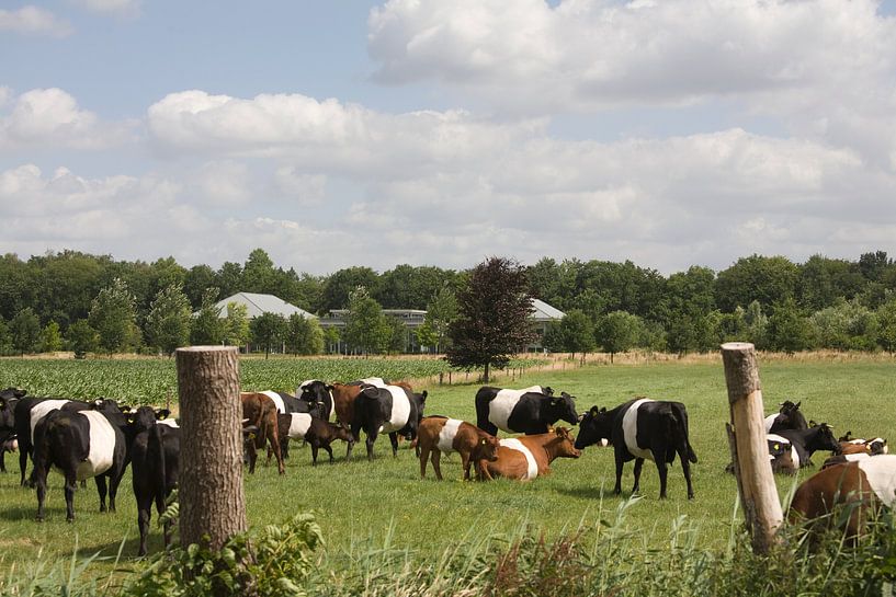 Lakenvelders bij Kasteel de Vanenburg Putten par Veluws