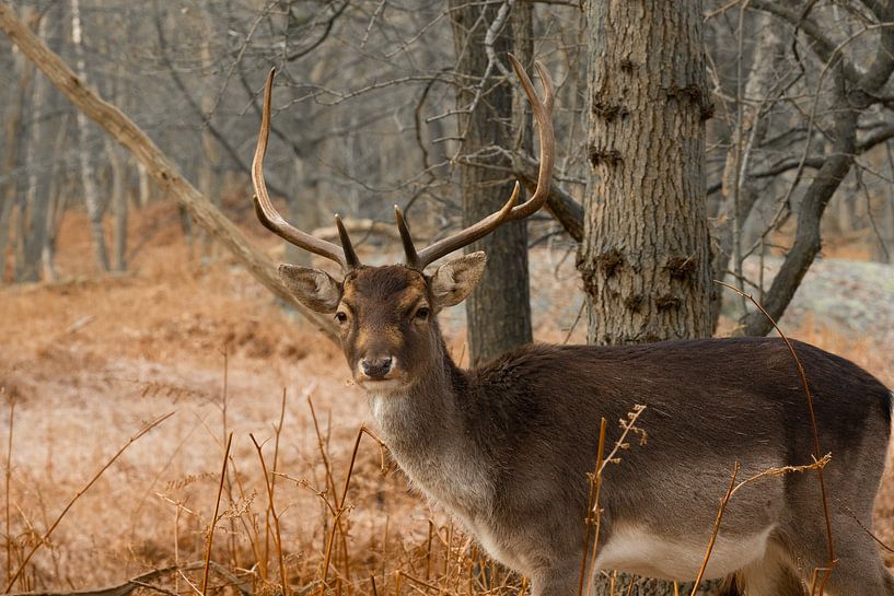 Cerfs dans la forêt par Patrick Berwald