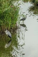 2 blue herons in the Molsbroek in Lokeren with mirror image