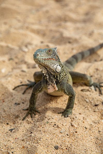 Leguane am Strand von Curaçao von Laura V