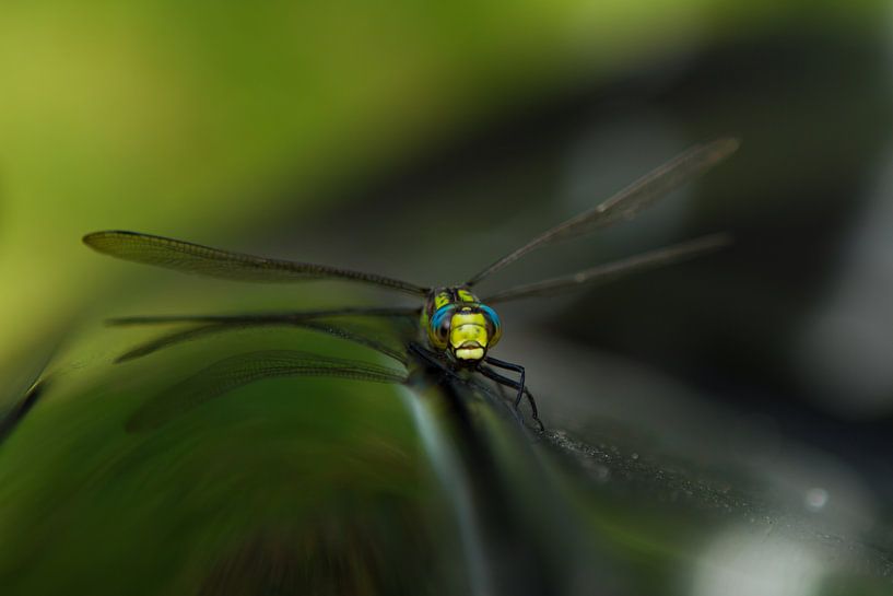 Fly on the wall von Leanne lovink