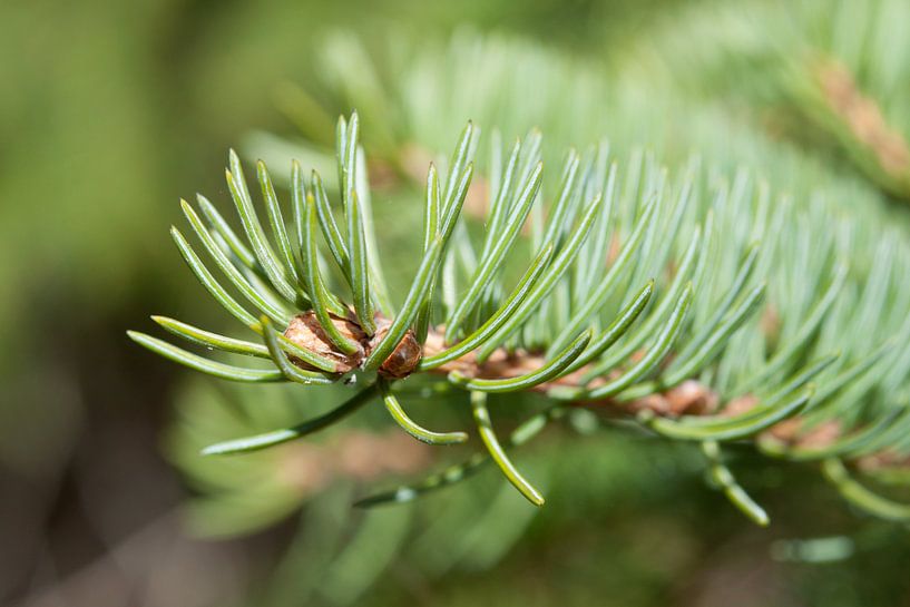 Canada by Thirza Kralt-Weber