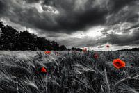 Mohn vor dem Sturm