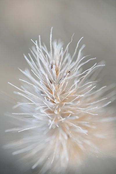 Frozen dew by Miss Antenna