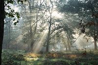 Des rayons de soleil à travers les arbres sur la Veluwe