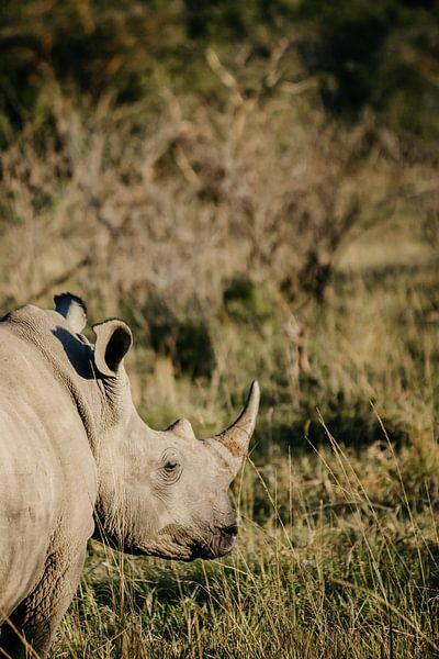 White rhino in South African, gazing into the distance by Leen Van de Sande