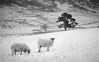 Sheep, snow, tree
