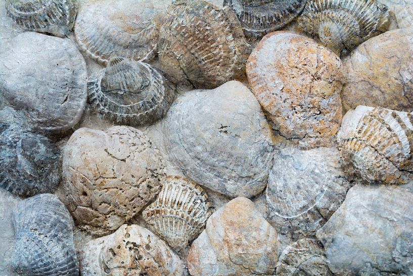 Vieux coquillages dans les tons naturels de la plage et de la mer par Lisette Rijkers