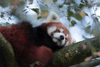 Roter Panda schläft