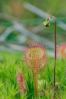 Zonnedauw met een hoedje