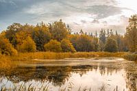 Herfst in het Kuinderbos