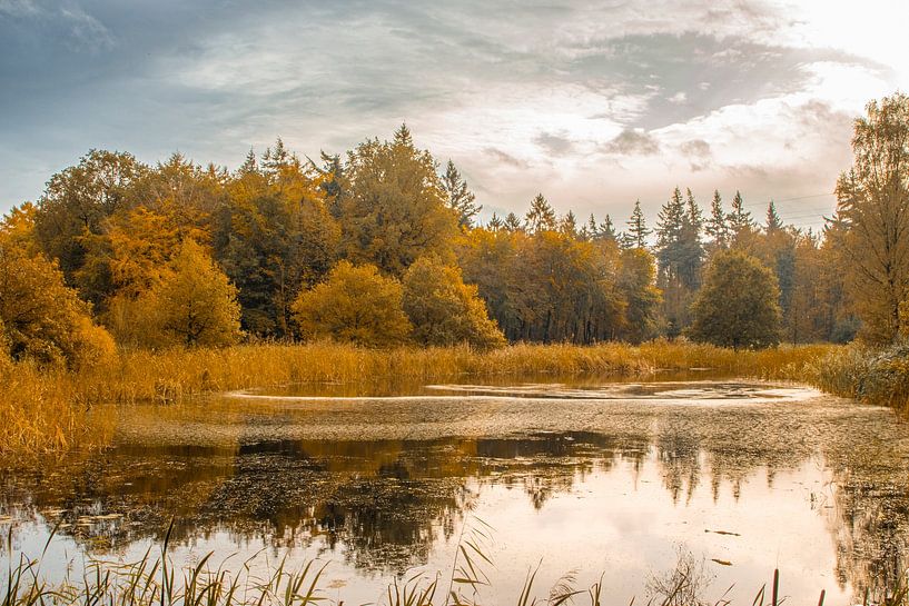 Herbst im Kuinderwald von Jan Willem Oldenbeuving