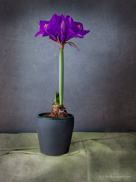 Amaryllis Purple by Ton Buijs