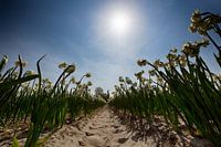 Bollenveld - Narcissen