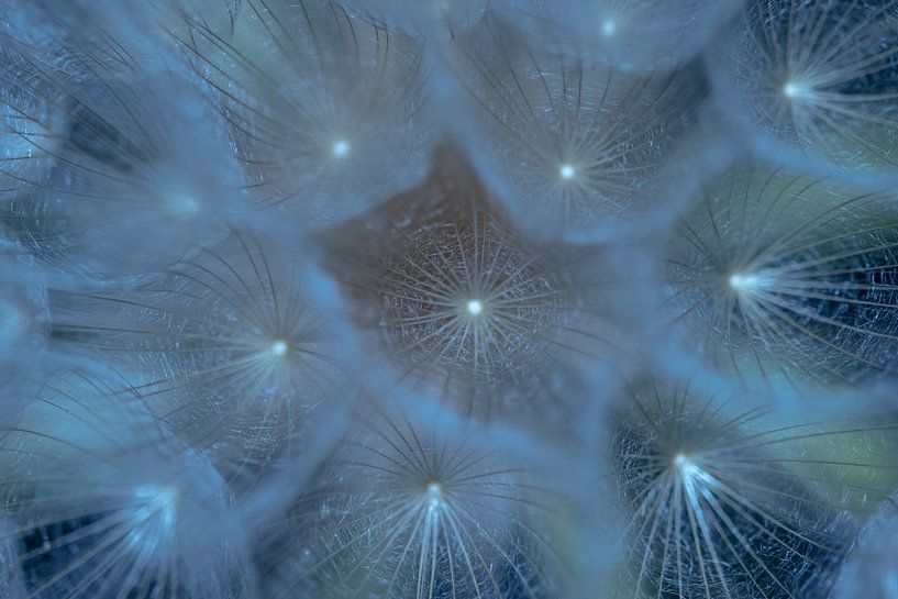 Dandelion stars by Foto Studio Labie