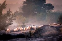 Herd of sheep on the Aekinger sand
