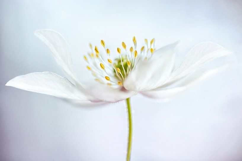 nemorosa by Mandy Disher