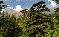 Cedar forest in Lebanon