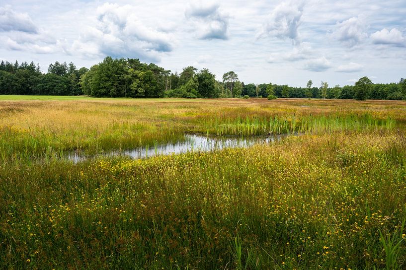 Paysage de bois et de bruyère en été aux Pays-Bas par Werner Lerooy
