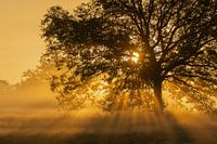 Opkomende zon  in de Loonse en Drunense Duinen.